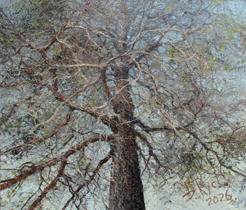 Gallery Pine